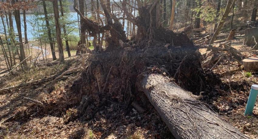 Uprooted tree during restoration efforts