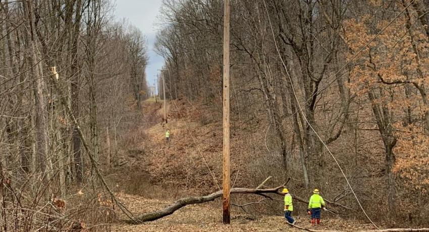 Broken tree